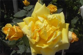 Rose gelb.jpg