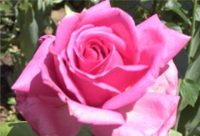 Rose pink.jpg